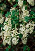 Ribes sanguineum 'Tydeman's White' 