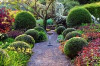 The Front Garden with gravel path and bird bath. Clippped Buxus balls and clipped large mounds of Osmanthus x burkwoodii. Clematis montana growing through Prunus. Veddw House Garden, Monmouthshire, Wales. May