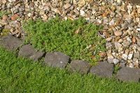 Mat forming Sedum growing over gravel of path with stone sett edge - 'Trevinia', Stubbins, Lancashire NGS
 
