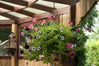 Hanging basket with Petunia in under cover outdoor living area with bamboo screens - 'Trevinia', Stubbins, Lancashire, NGS