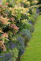 Pieris hedge underplanted with Lobelia - 'Trevinia', Stubbins, Lancashire, NGS 