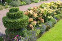 Pieris hedge underplanted with Lobelia and clipped Buxus spiral - 'Trevinia', Stubbins, Lancashire, NGS