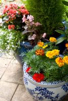 Glazed pots with Begonia, Lobelia and Tagetes - 'Trevinia', Stubbins, Lancashire, NGS