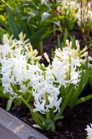 Hyacinthus 'White Pearl'