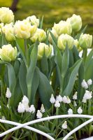 Tulipa 'Spring Green' and Muscari azureum 'Album' 