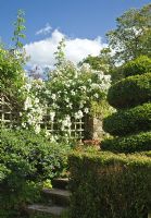 Rosa 'Rambling Rector' climbing over trellis and shaped box hedging - Foxcote Hill, Ilmington, Warwickshire, NGS