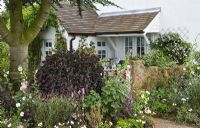 Herbaceous perennials, Alcea - Hollyhocks, mature shrubs and trees - Grafton Cottage NGS Barton-under-Needwood, Staffordshire