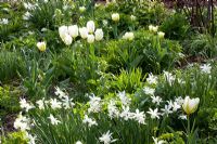 Tulipa 'Exotic Emperor', Narcissus triandrus 'Thalia' and Tulipa fosteriana 'Purissima'