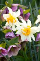 Narcissus and Helleborus orientalis 