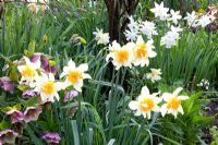 Spring border of Helleborus orientalis and Narcissus triandrus 'Thalia' 