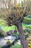 Pollarded Salix