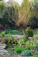 Pond surrounded by pollarded Salix, Tulipa 'Sweetest Spring' and Tulipa 'Pretty Woman' 