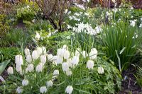 Spring border of Narcissus triandrus 'Thalia' and Fritillaria meleagris 'Alba' 