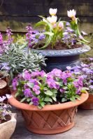 Containers of Tulipa bakeri 'Lilac Wonder', Viola, Anemone blanda 'Blue Shades and Erysimum 