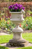 Hyacinthus 'Woodstock' in urn 