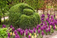 Box topiary and Hyacinthus 'Woodstock' 