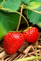 Fragaria x ananassa 'Aromel' - Strawberry