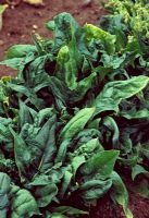 Spinacia oleracea - Spinach 'Oriento'