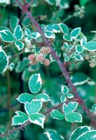 Rubus fruticosus 'Variegatus'