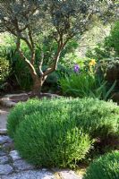 Rosmarinus- Rosemary, Olea - Olive trees and Iris - La Louve garden, Provence, France