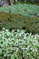 Closeup of clipped shrubs and herbs including Lavandula - Lavender - La Louve garden, Provence, France
 