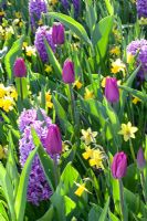 Narcissus 'Tete a Tete', Hyacinthus 'Purple Voice', Tulipa 'Purple Prince'