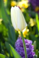 Tulipa fosteriana 'White Emperor'
