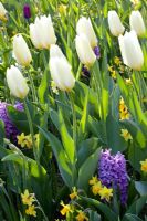 Tulipa fosteriana 'White Emperor', Hyacinthus 'Purple Voice' and Narcissus 'Tete a Tete'
