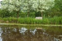 View accross lake to mature trees and wooden bench - Wilkins Pleck NGS, Whitmore, Staffordshire, UK. July 
 
