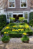 Urban formal garden in Spring with clipped Buxus - Box parterre planted with Tulipa 'Yellow Purissima', Tulipa 'Jan Siemerink', Tulipa 'Ivory Floradale' 
 