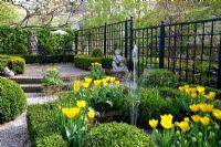 Small pond and fountain in urban formal garden in Spring surrounded by clipped Buxus - Box parterre planted with Tulipa 'Yellow Purissima'