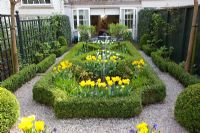 Urban formal garden in Spring with clipped Buxus - Box parterre planted with Tulipa 'Yellow Purissima', Tulipa 'Jan Siemerink', Tulipa 'Ivory Floradale' 