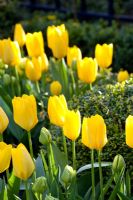 Tulipa 'Yellow Purissima'