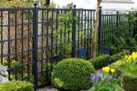 Clipped Buxus - Box ball backed by black painted trellis
