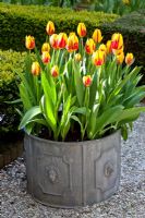 Tulipa 'Mickey Mouse' in metal container