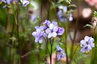 Polemonium yezoense var. hidakanum 'Purple Rain' - RHS Chelsea Flower Show 2010 