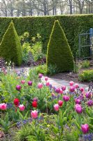 Formal garden with beds of Tulipa and Fritillaria persica 