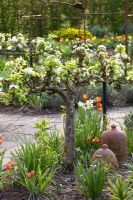 Vegetable garden in spring with espaliered Pyrus communis 'Bonne Louise d'Avranches' - Pear tree