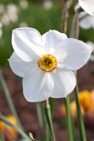 Narcissus poeticus var.recurvus - Pheasant Eye Narcissus