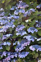 Hydrangea 'Blue Wave' syn. Hydrangea macrophylla 'Mariesii Perfecta' AGM