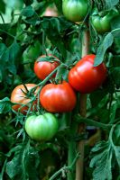 Tomato 'St Pierre' - traditional French Beefsteak variety