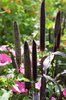 Pennisetum glaucum 'Purple Majesty' and Lavatera trimestris 'Ruby Regis'