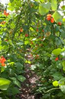 Phaseolus vulgaris - Climbing French Beans