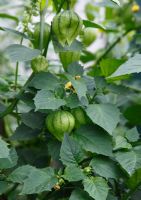 Physalis ixocarpa - Tomatillo plant with fruit