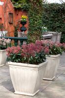 Skimmia japonica 'Rubella' in pots on terrace 