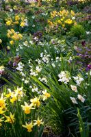 Narcissus, Helleborus orientalis, Leucojum aestivum 'Gravetye Beauty' 
