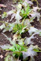 Lettuce 'Cocarde' oak leaf 
