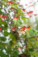 Ipomoea 'Jungle Queen' - Mina lobata growing on wires against a wall