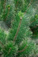 Pinus radiata 'Marshwood' in September