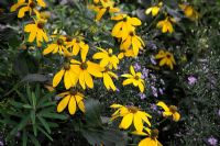 Rudbeckia laciniata 'Herbstonne' AGM with Aster 'Little Carlow' AGM in September